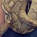 Banana Butter Ball Python