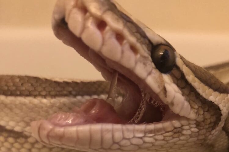 Banana Butter Ball Python