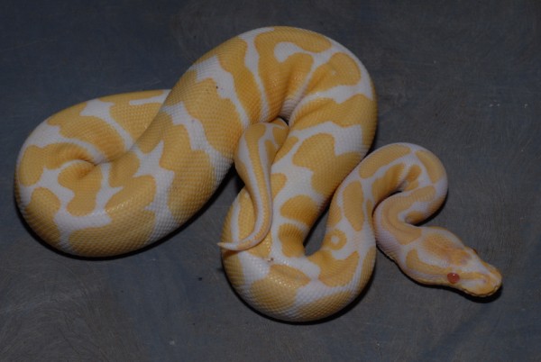 Albino