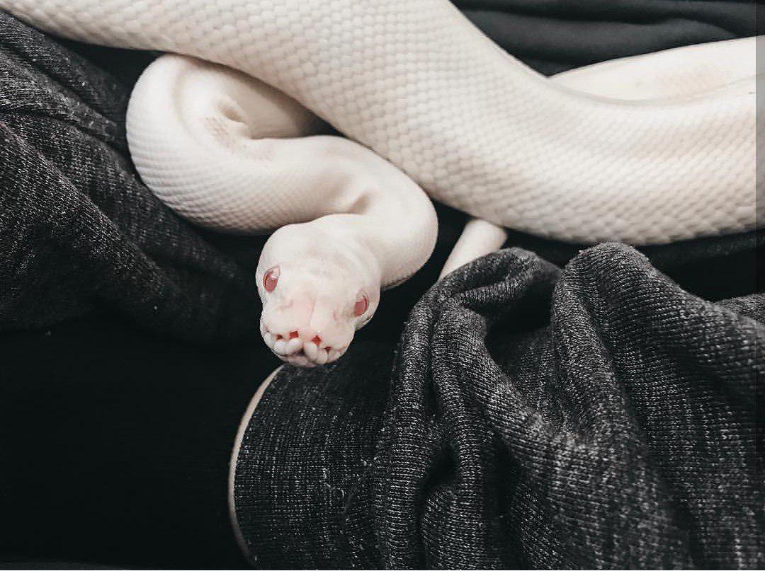 My albino leucistic, Banshee