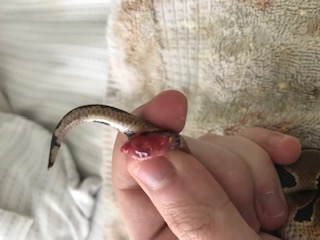 Snake problems
