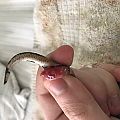 Snake problems