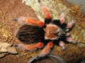 Brachypelma Boehmei "mexican Fireleg"