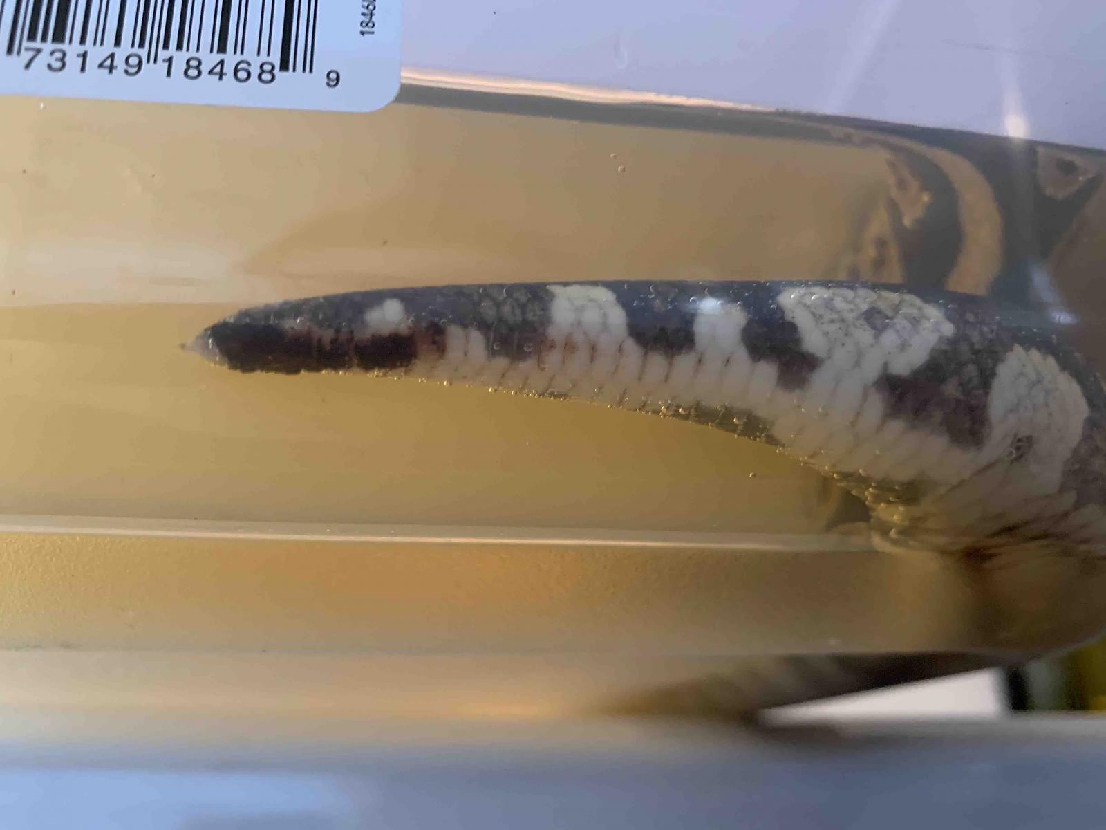 Possible thermal burn of a rescue BP