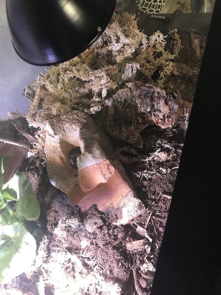 First BP Tank Setup