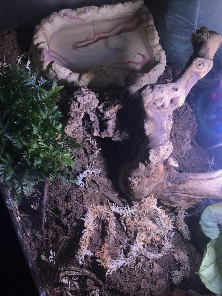 First BP Tank Setup
