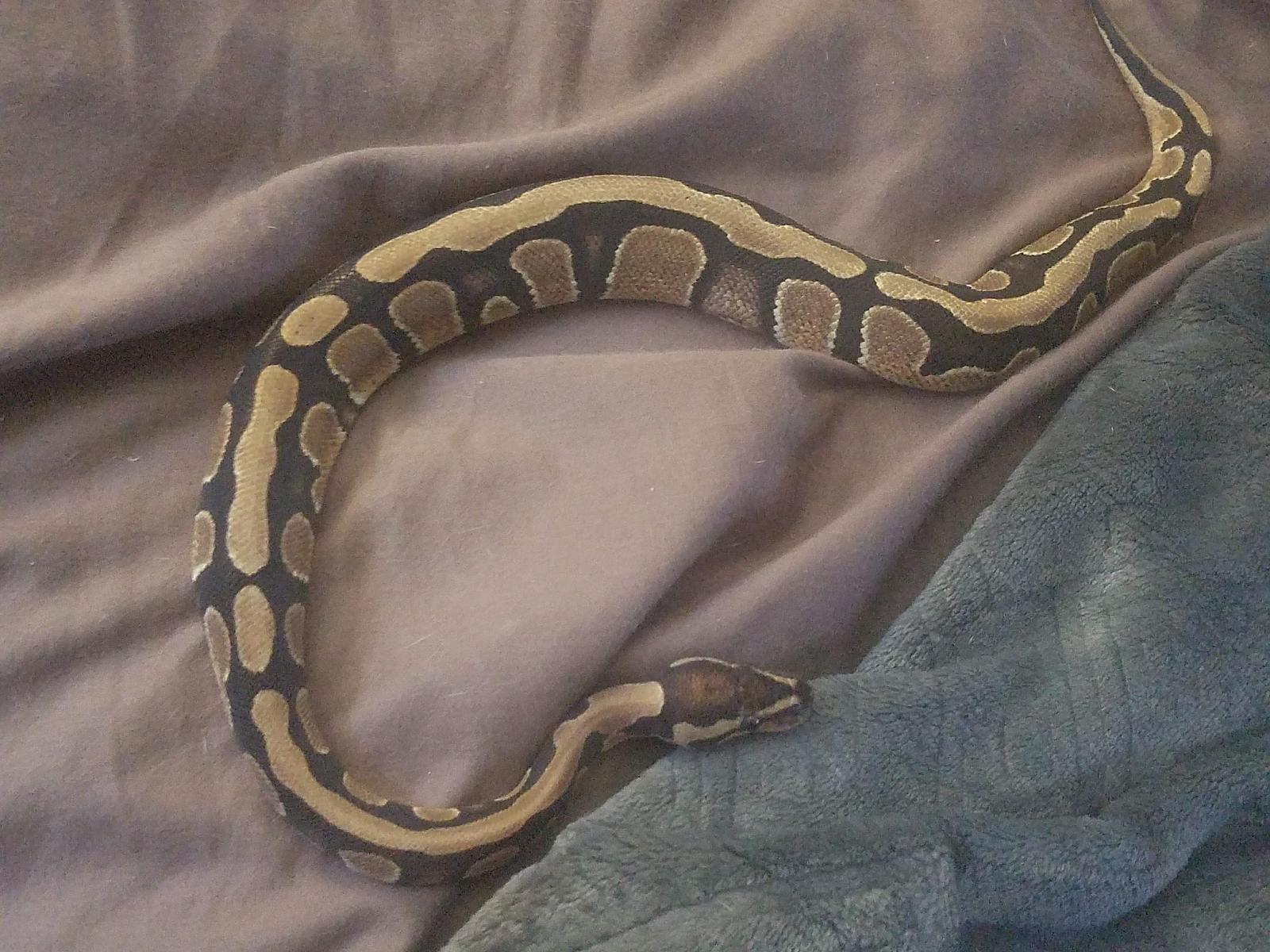 Kona