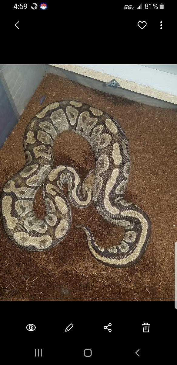 Ovulation