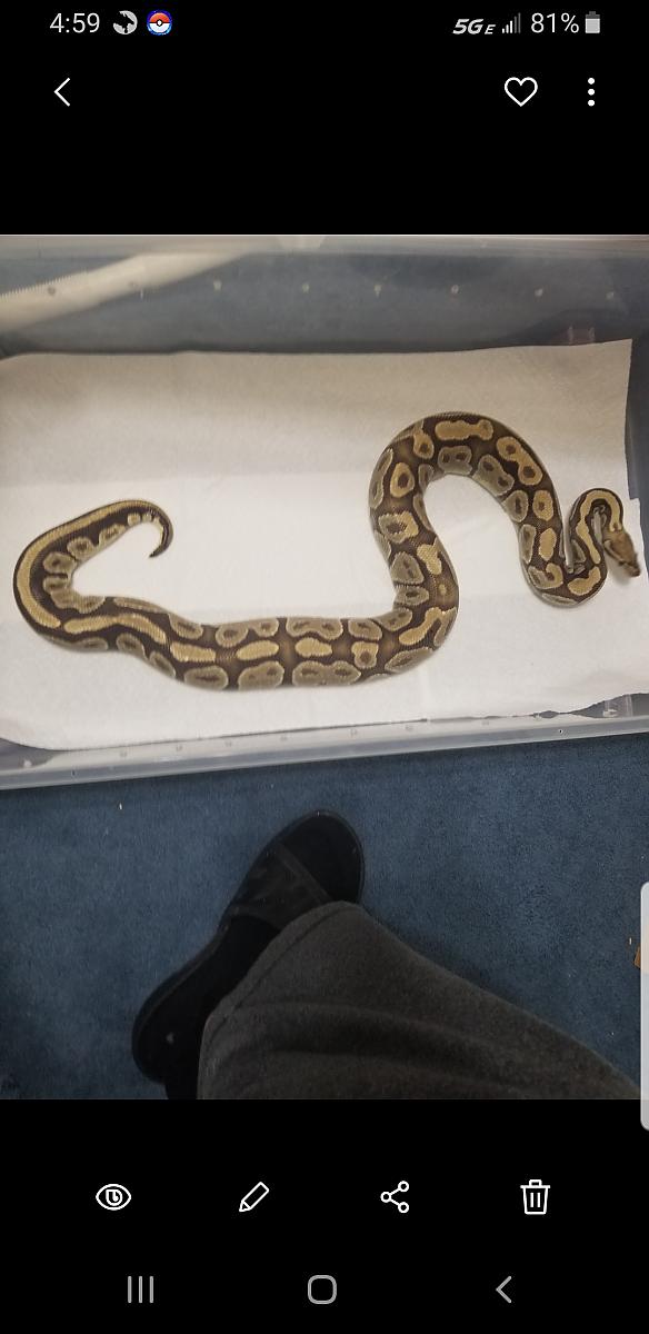 Ovulation