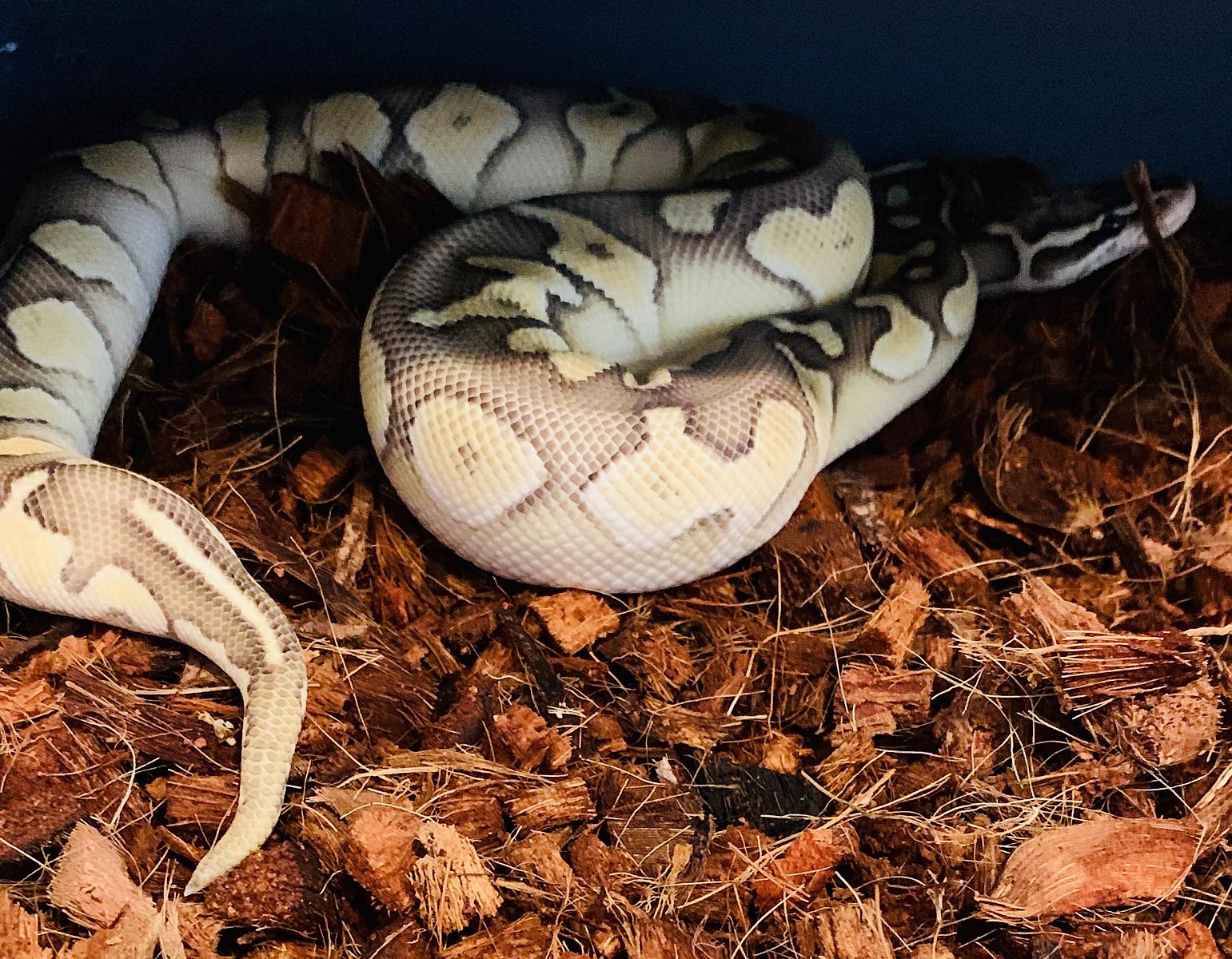My snakes