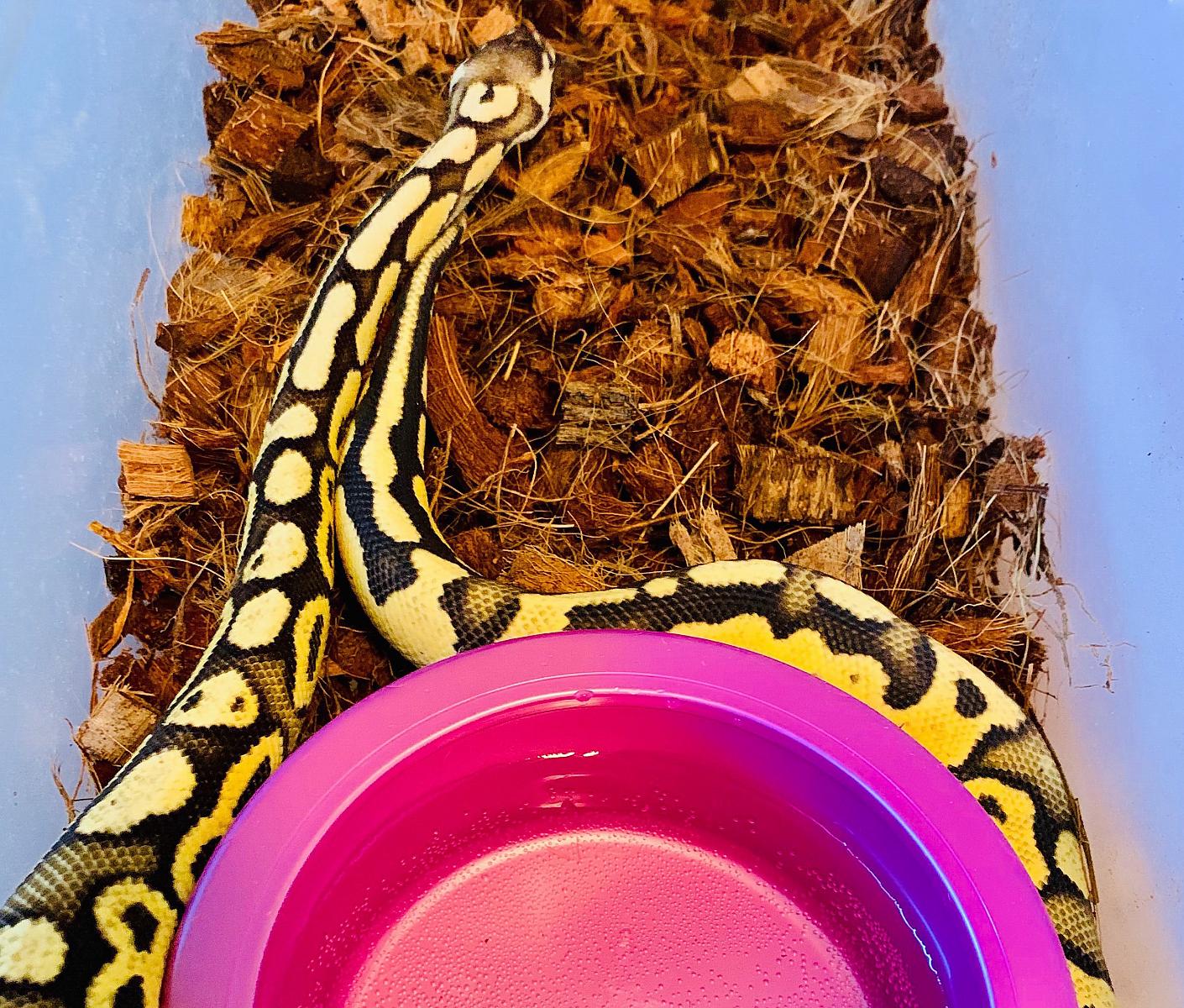 My snakes
