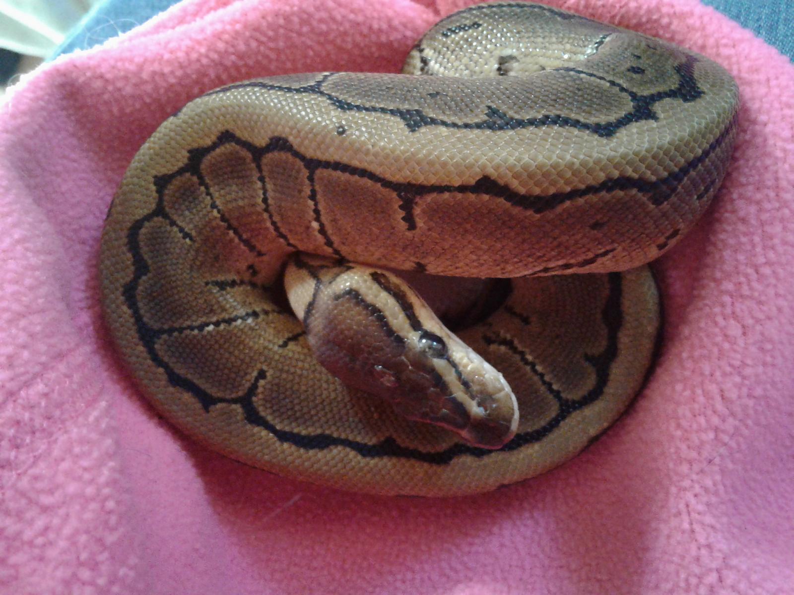 Handsome Henry