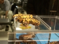 Juvenile Pastel Male