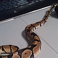 My Snake, Quetzi