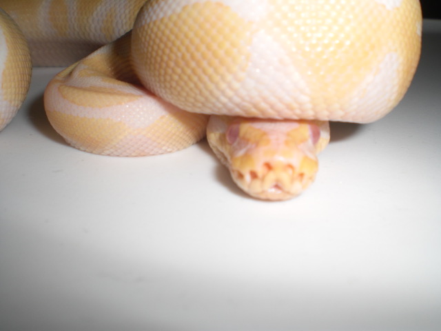 Peek A Boo
