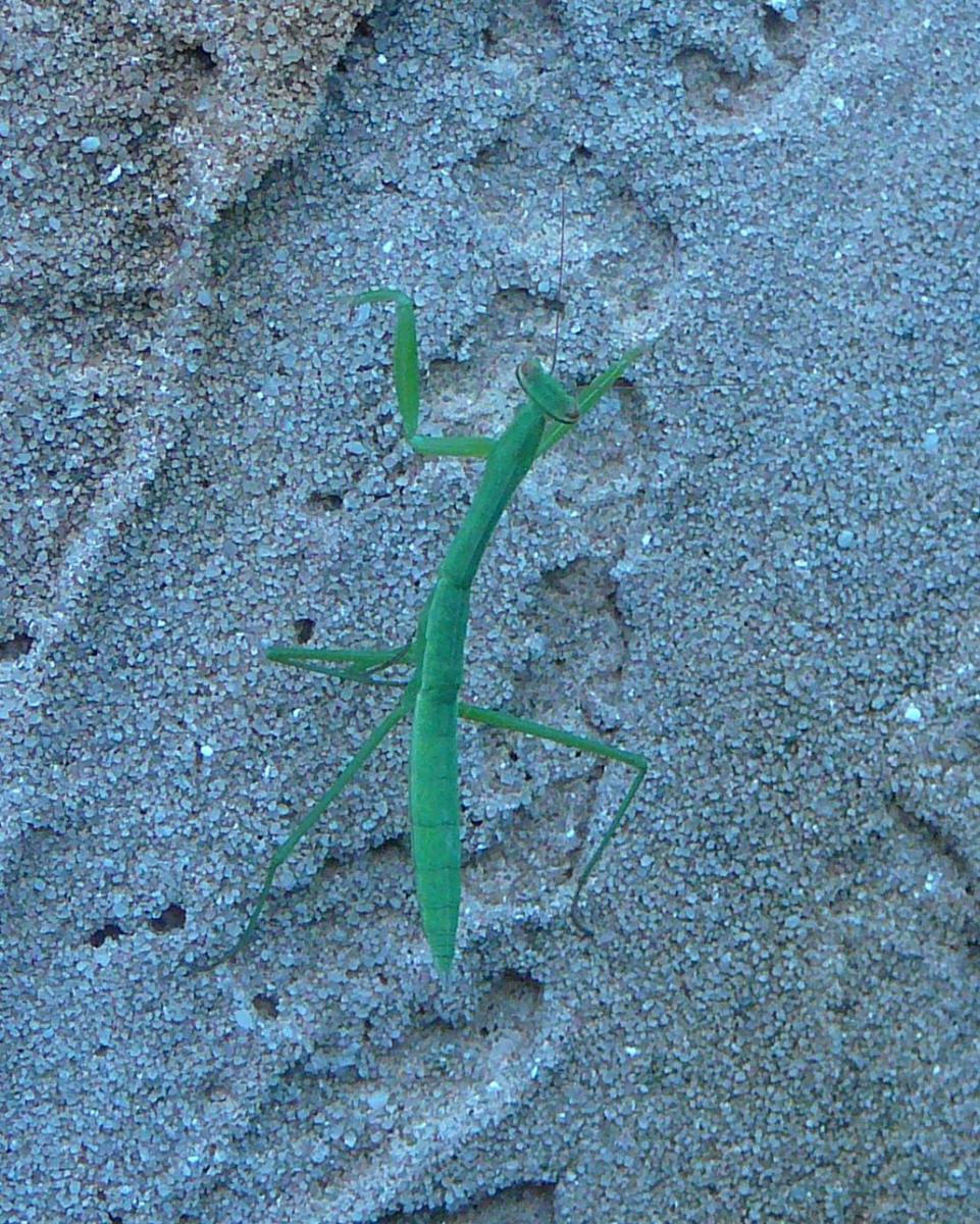 Wallmantis