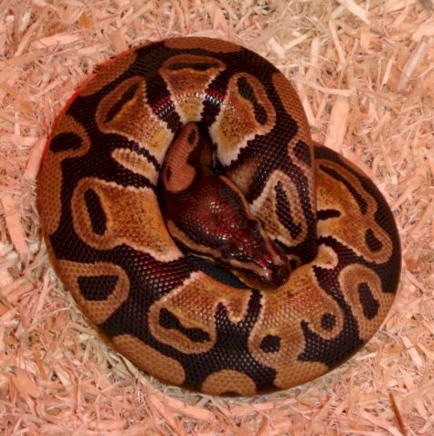 Monti