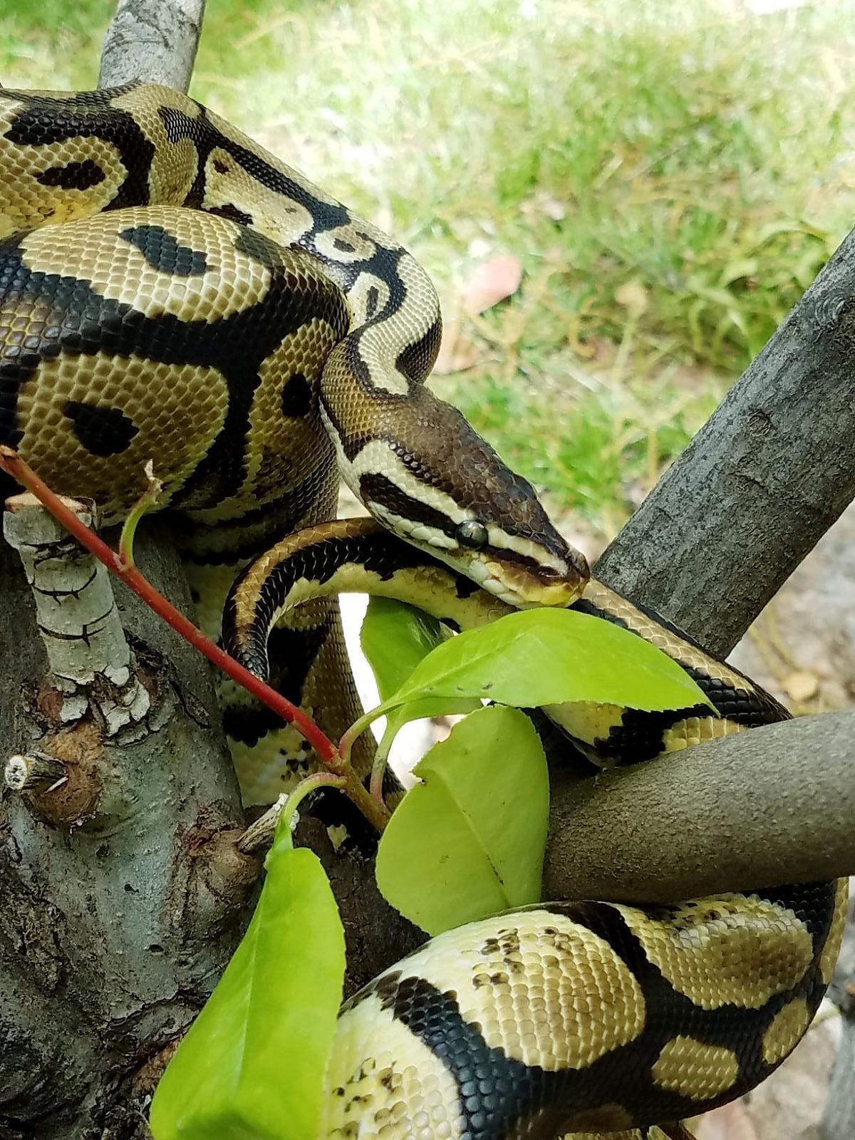 Playing Outside