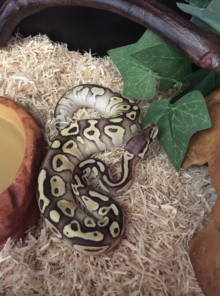 Cleo 1