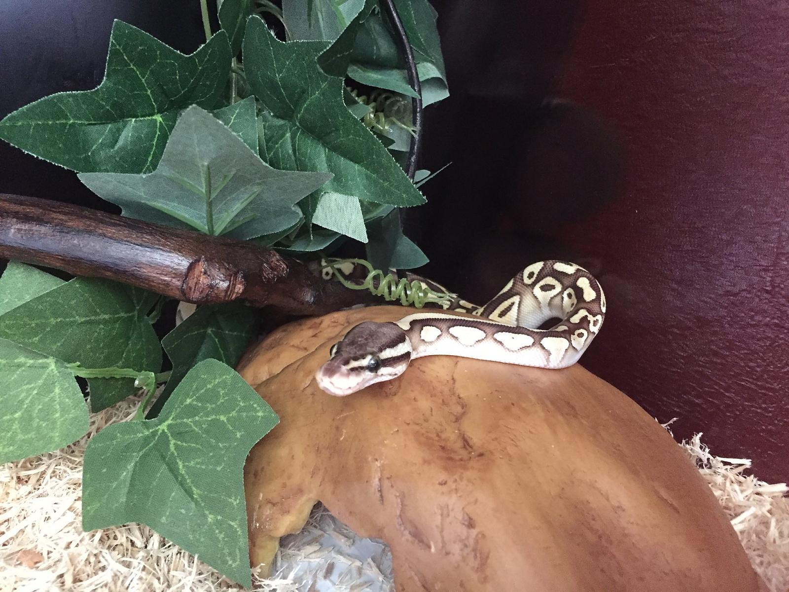 Cleo 2