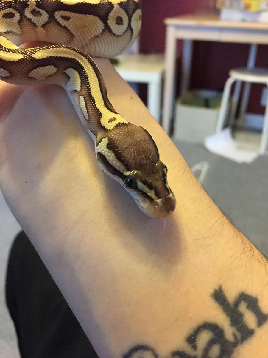 Cleo on arm