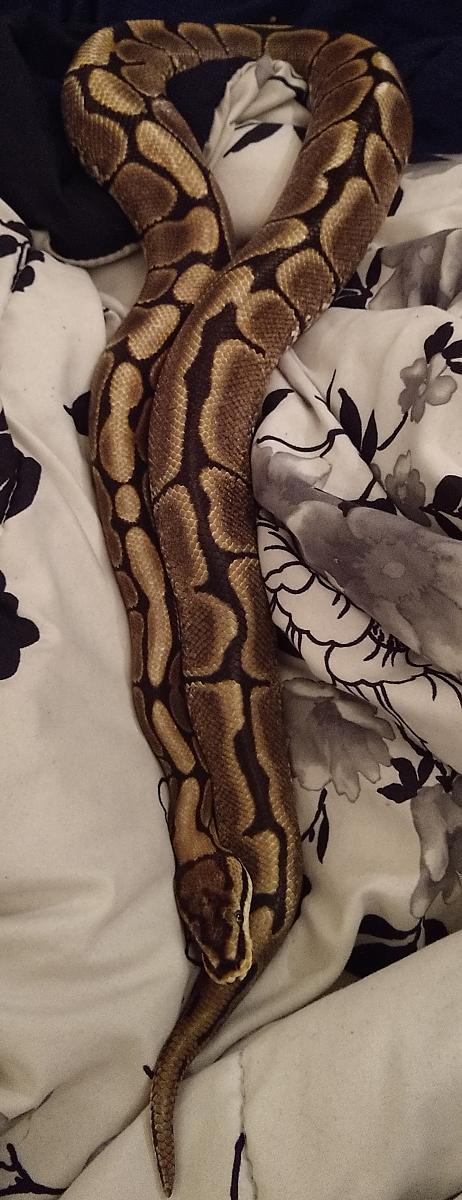 My Spooky Noodles 🥰