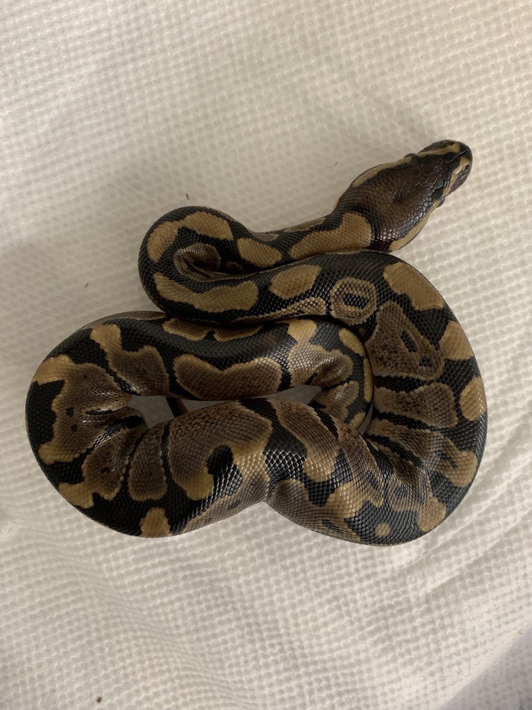 hatchlings