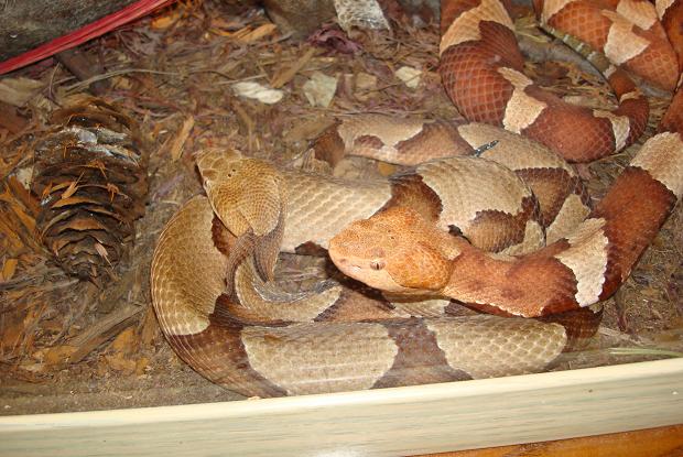 Herp Zoo 037 559710