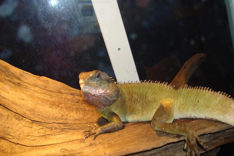 Herp Zoo 079