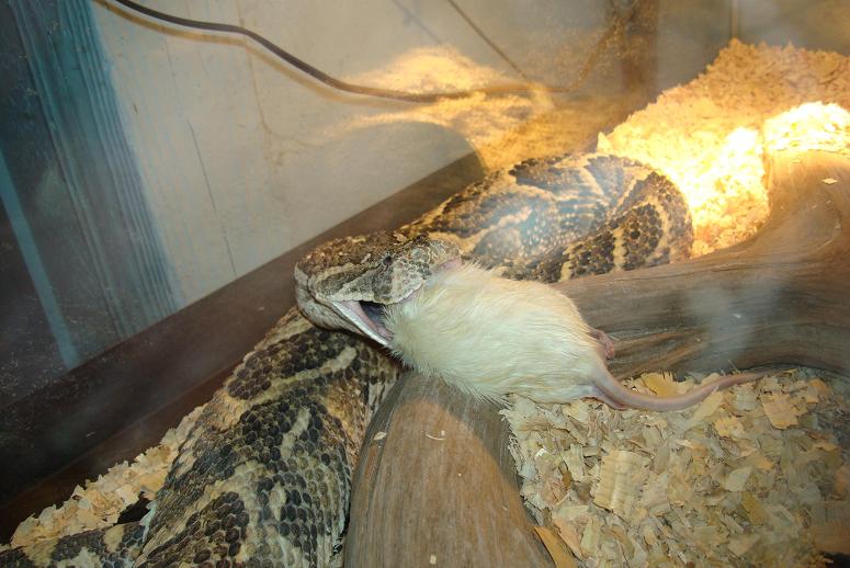 Herp Zoo 098