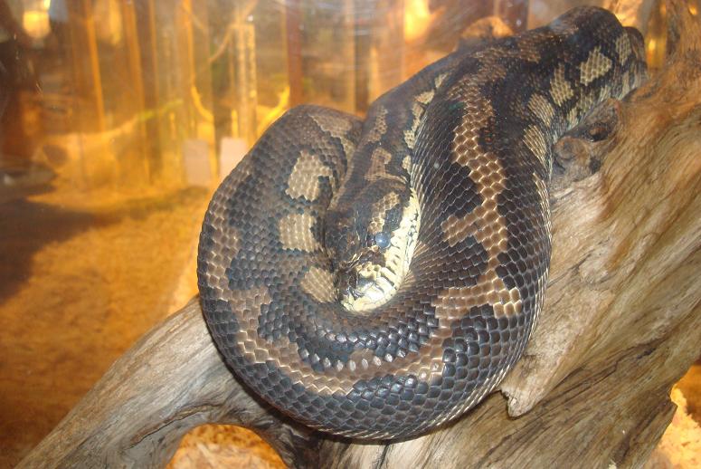 Herp Zoo 104