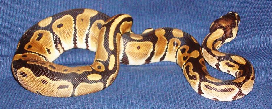 Snake 035