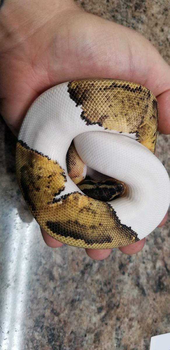 LOKI