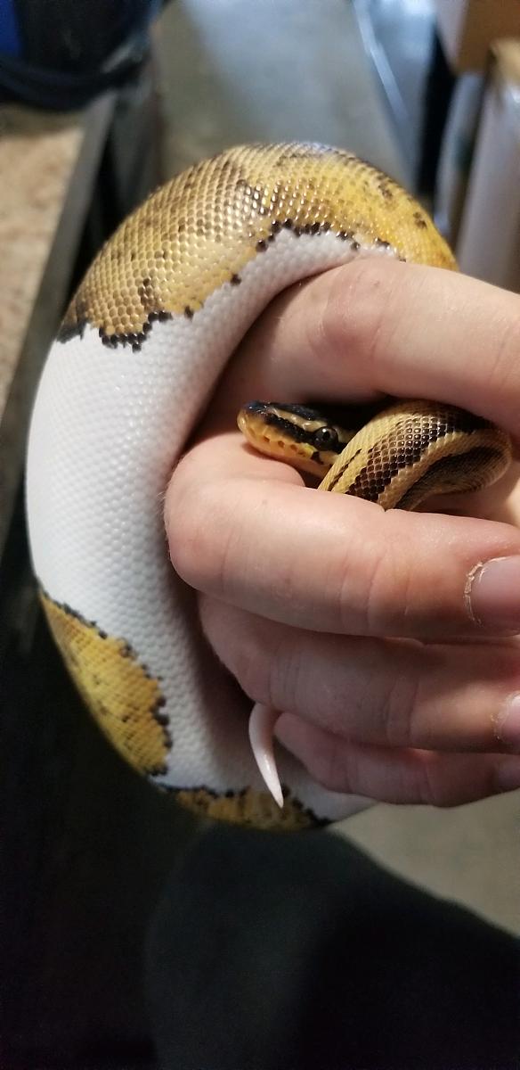 LOKI