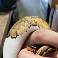 LOKI