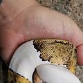 LOKI