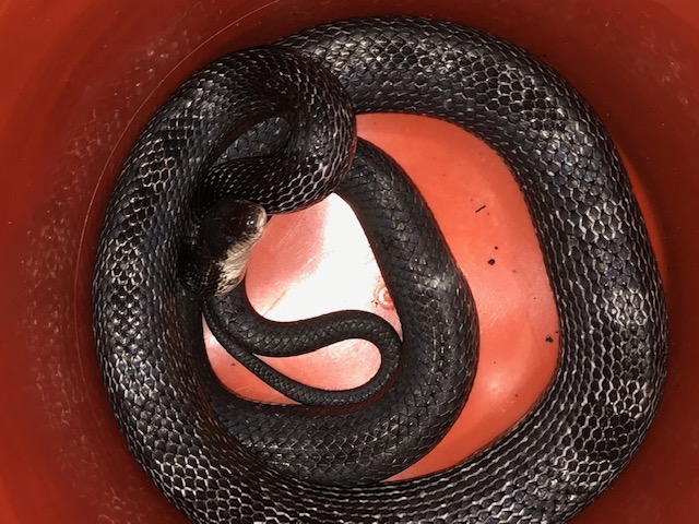 Bucket snake