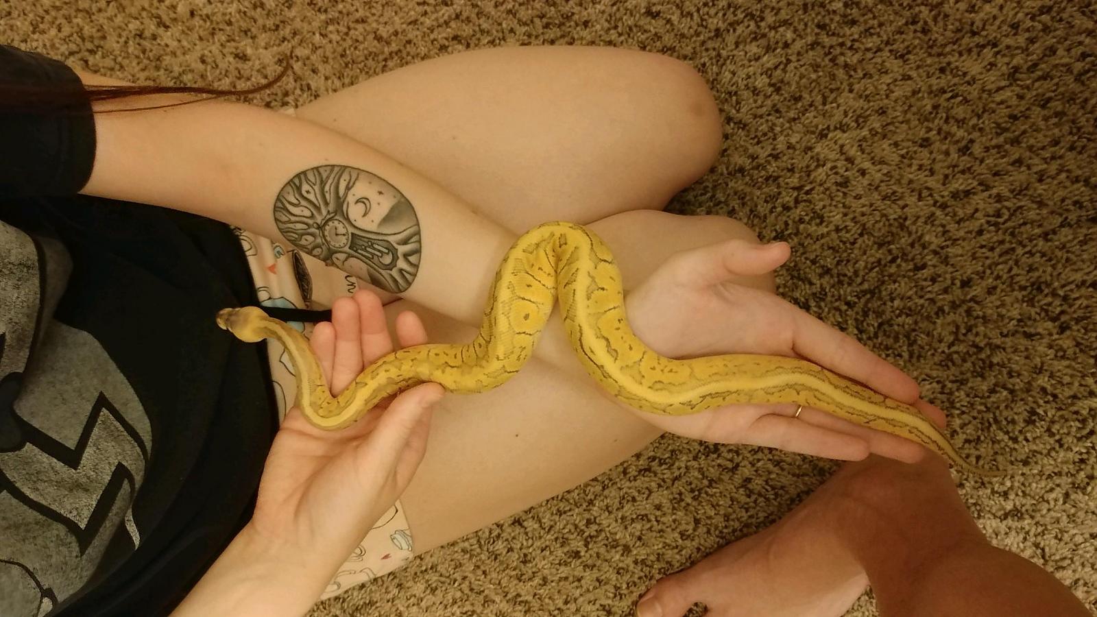 My snakes