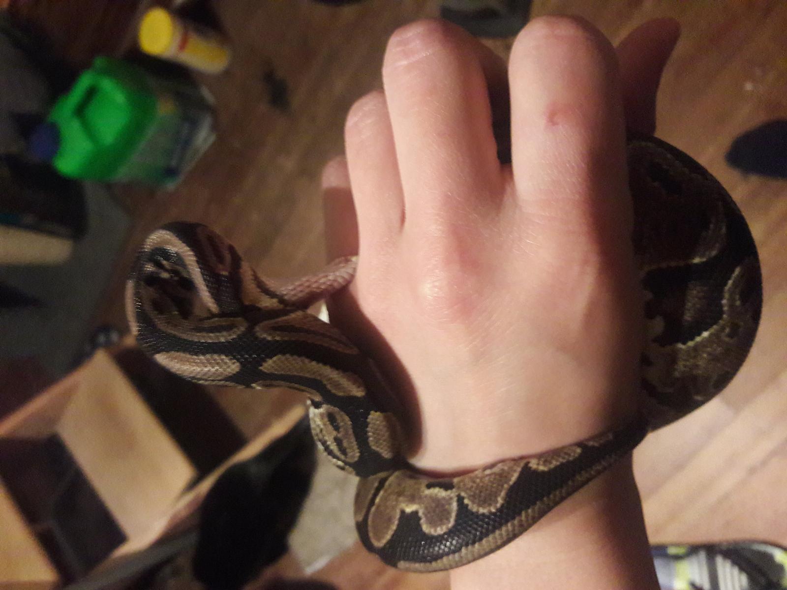 BP Bite
