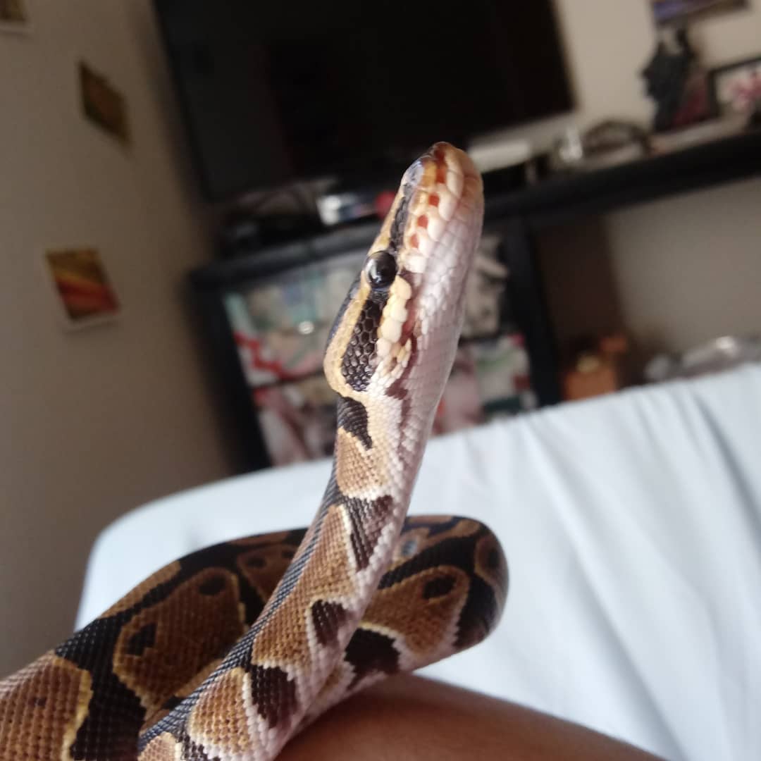 Curious Boy Close Up