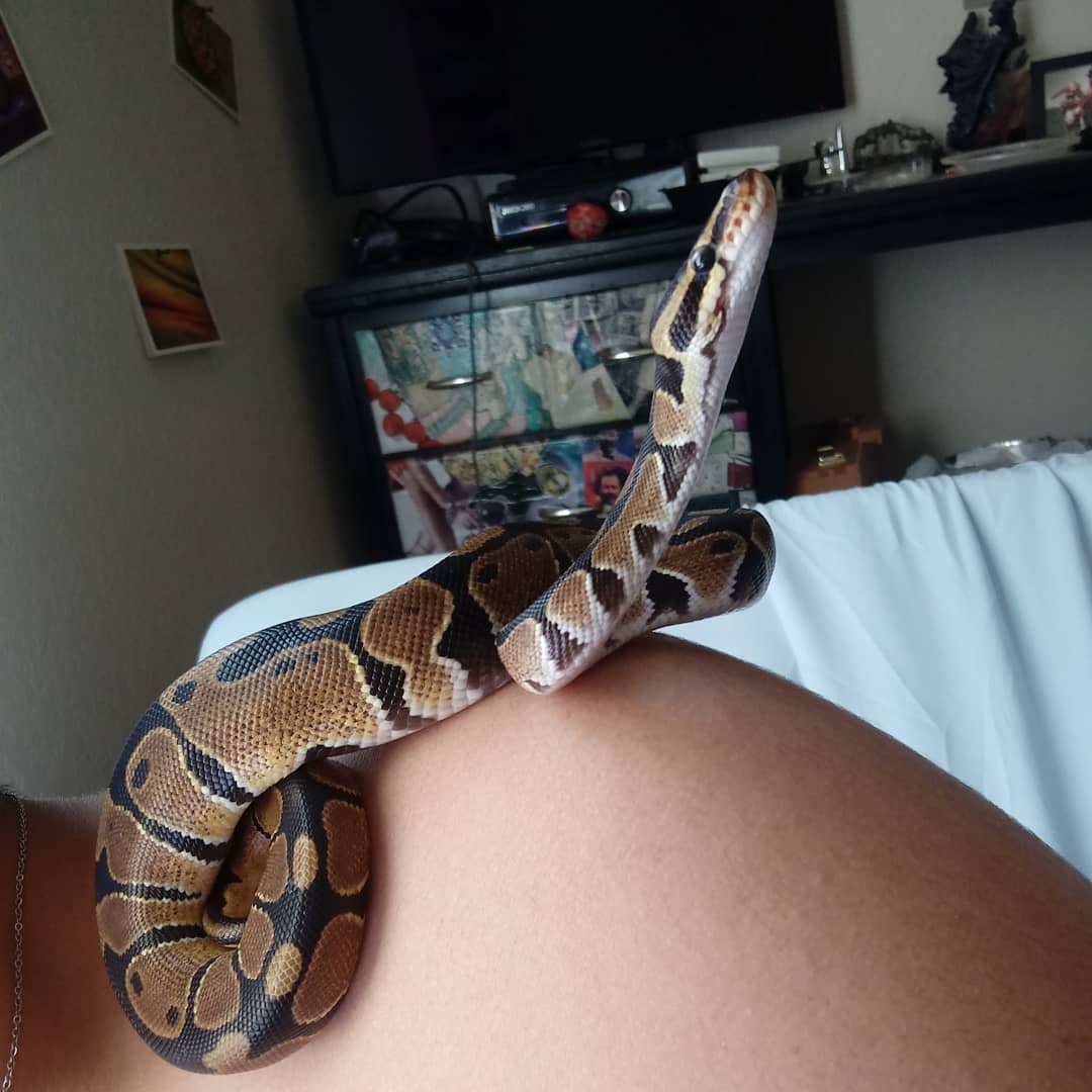 Curious Boy