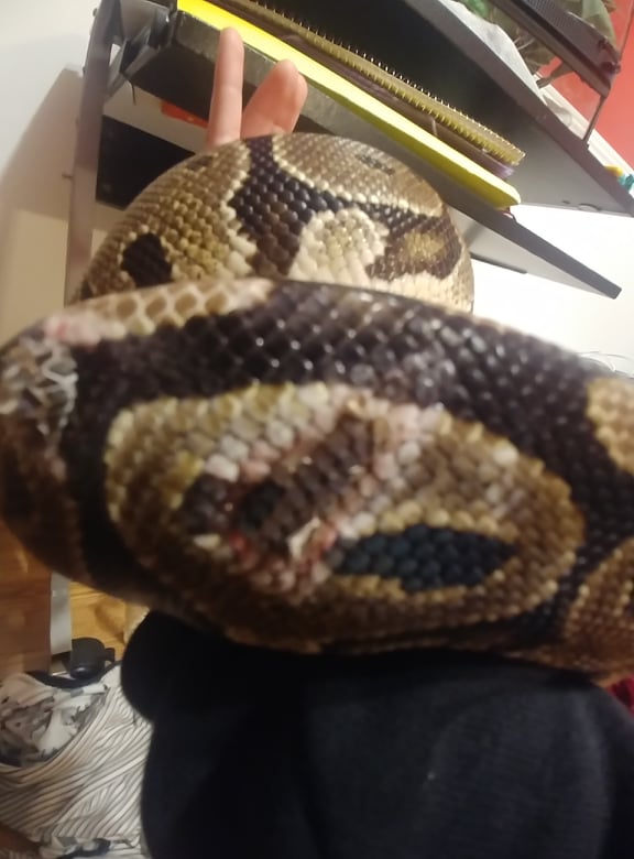 ball-python