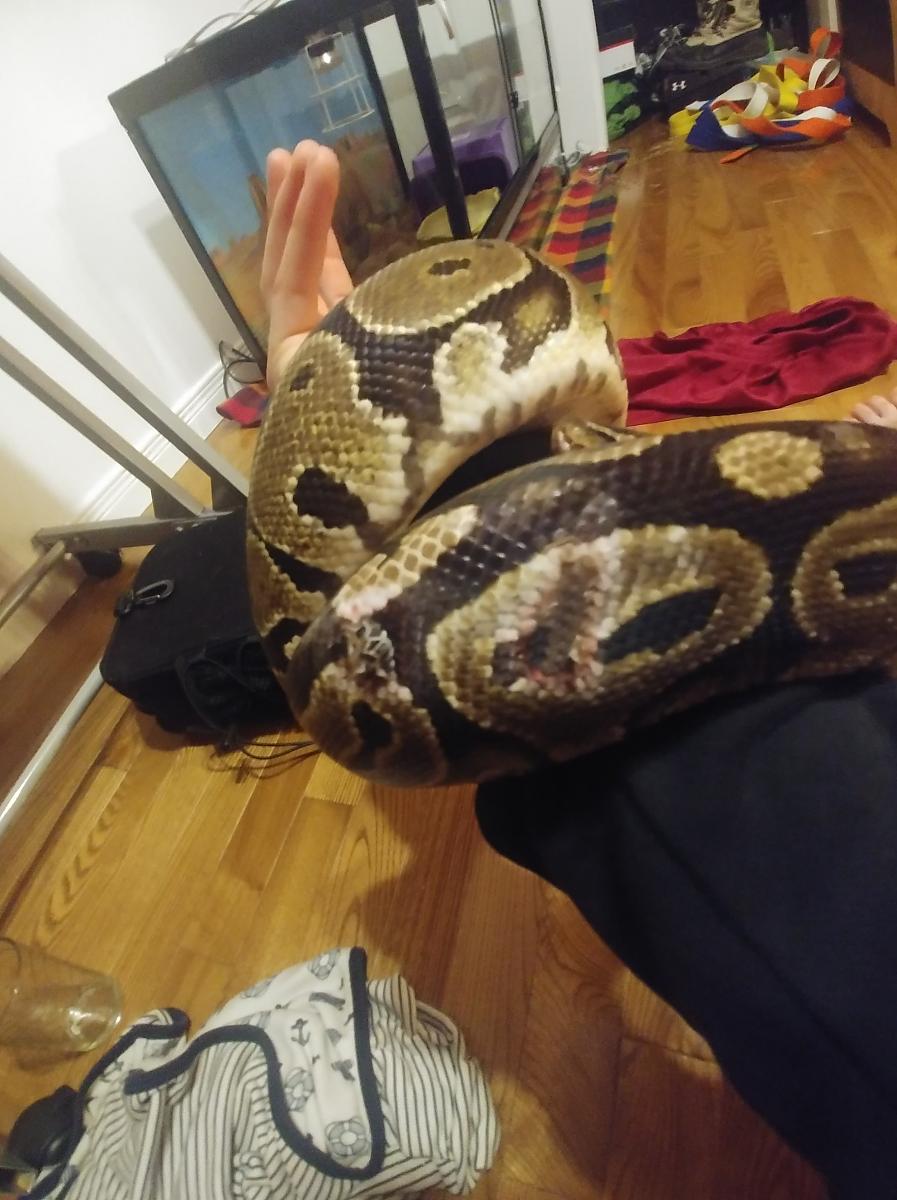 ball-python3