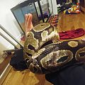 ball-python3