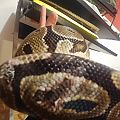 ball-python