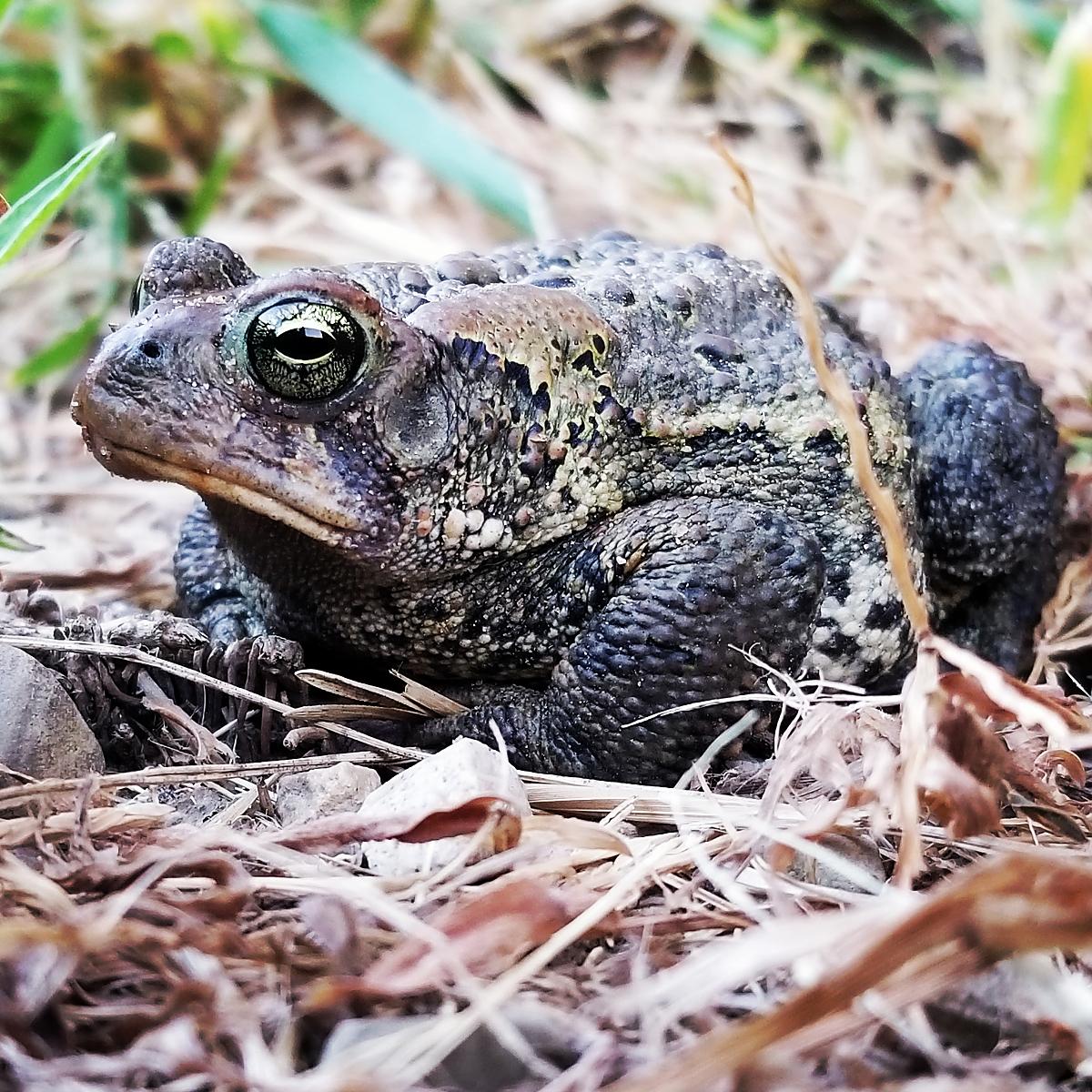 Toad