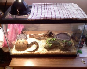 The New Set Up