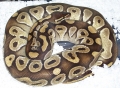 Mojave 021409