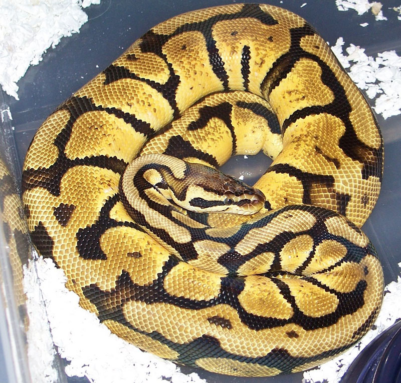 Pastel 020709