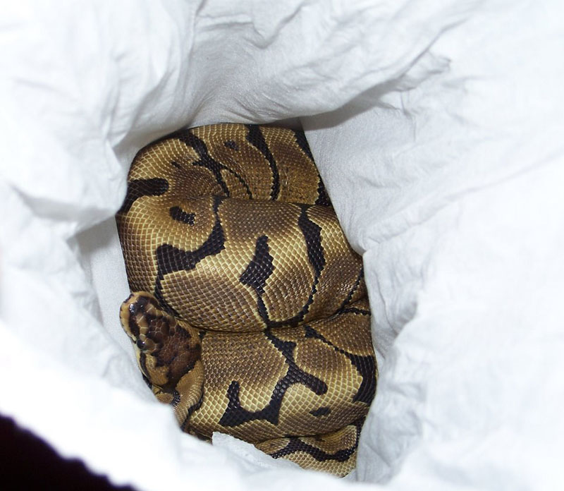 Woma1 021409
